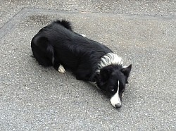 Our Border Collie “Rosie” looking guilty!