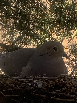 Momma on her eggs