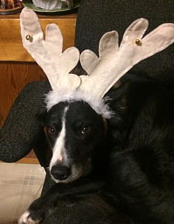 Reindeer Rosie