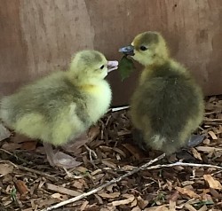 Goslings