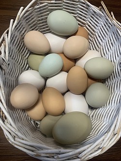 Eggs