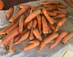 Carrots