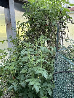 Cherry Tomatoes Fall 2021