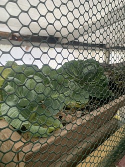 Cabbage Spring 2021