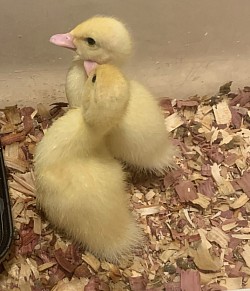 Ducklings Spring 2021