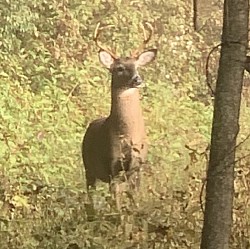 Nice Buck Spring 2021