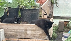 Guarding the greenhouse from mice