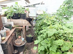 Guarding the Greenhouse