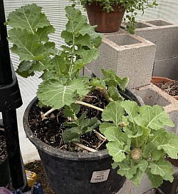 3: 3 year old Kale Plants 2022