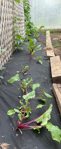 Beets Spring 2024