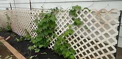 Green Beans Spring 2024