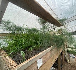 Asparagus Spring 2024
