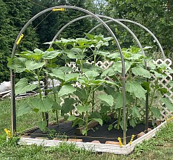 Sun Flowers & Oriental Beans 2024