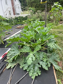 Zucchini 2024