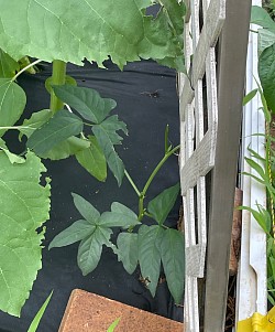 Oriental Beans 2024
