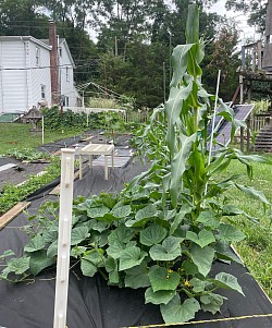 Corn and cucumbers 2024