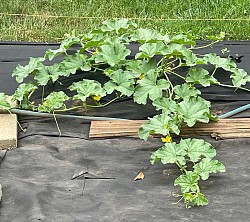 Melons 2024