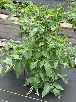Tomatoes 2024