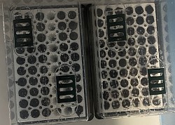 Seeds started! March 2025