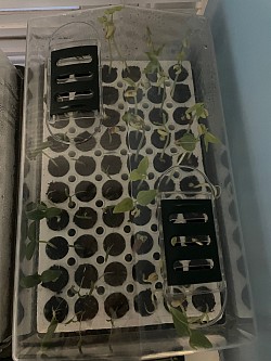 Tomatoes, Cucumbers, Oriental Green Beans March 2025