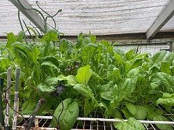 Spinach 2025