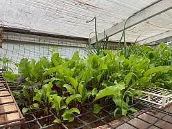 Beets 2025