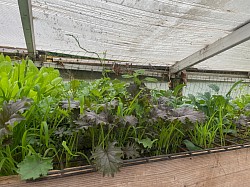 Kale & Lettuce 2025
