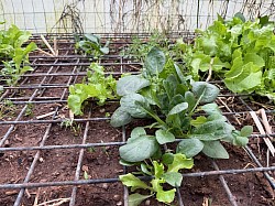 Greenhouse 2026
