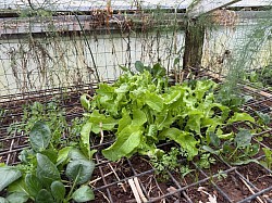 Greenhouse 2026