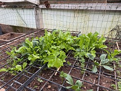 Greenhouse 2026