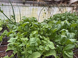 Greenhouse 2026