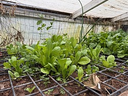 Greenhouse 2026